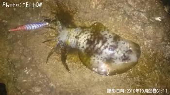 �����ꥤ��