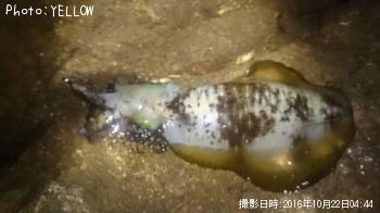 ¥¢¥ª¥ê¥¤¥«