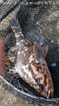 ¥¿¥±¥Î¥³¥á¥Ð¥ë