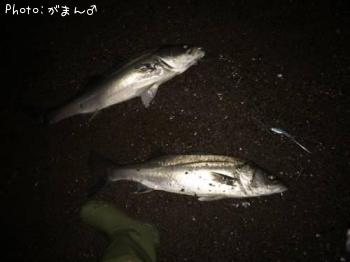 �����Х�