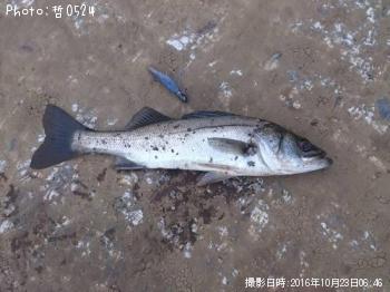 �������Х�