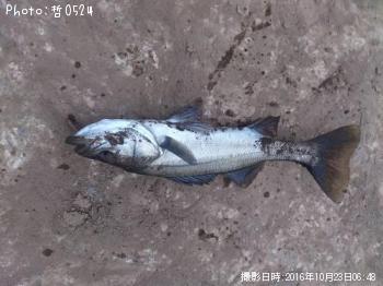 �������Х�