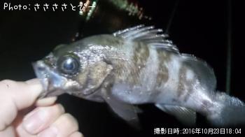 ¥¢¥¸¡õ¥á¥Ð¥ë¡õ¥·¡¼¥Ð¥¹