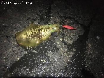 �����ꥤ��