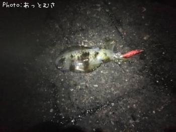 �����ꥤ��