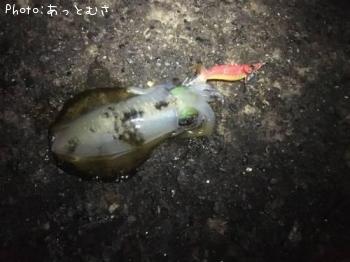 ¥¢¥ª¥ê¥¤¥«