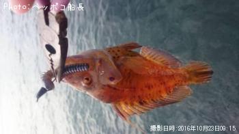 �ʤ��������