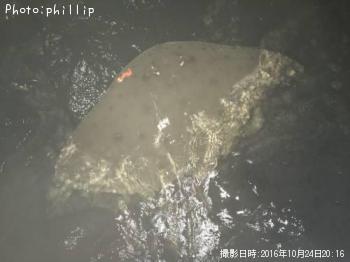 �ĥХ�������