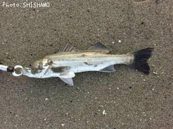 �����Х�