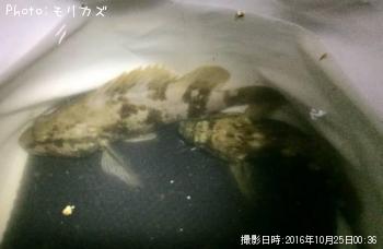 ¥¿¥±¥Î¥³¥á¥Ð¥ë