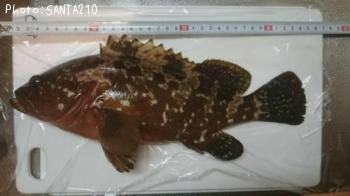 �����ϥ�