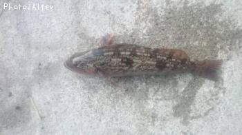 �����ʥ�