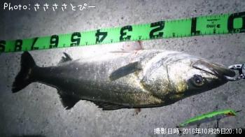 ランカーシーバス