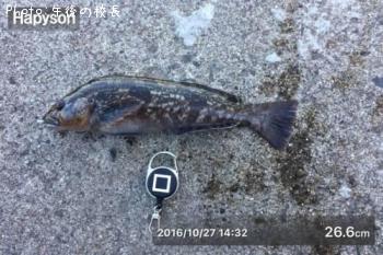 �����ʥ�