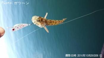 ���ʥϥ���