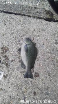 ¥ß¥Ë¥ß¥Ë¥°¥ì