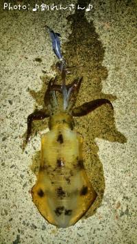 水烏賊