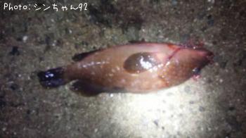 �����ϥ�