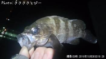 ��������Х�