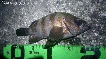 ��������Х�