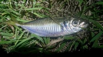 ��������Х�