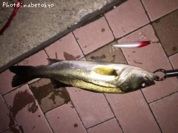 �����Х�