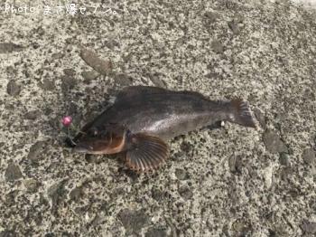 �����ʥ�