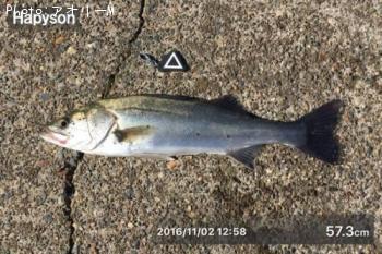 �����Х�