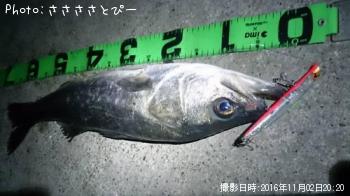 �����Х�