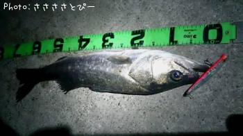 �����Х�