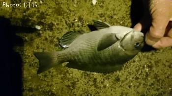 ���������������᥸��