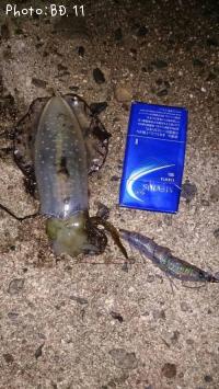 �����ꥤ��