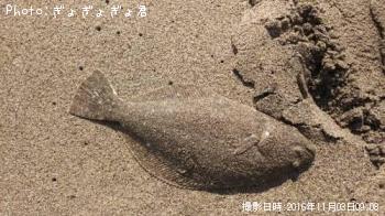 �����åá�