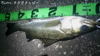 �����Х�����Х�