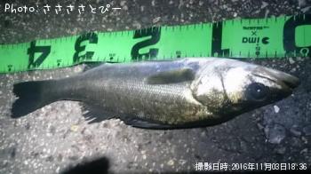 �����Х�����Х�