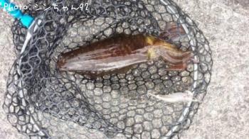 �����ꥤ��