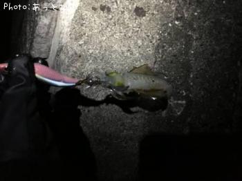 ¥¢¥ª¥ê¥¤¥«