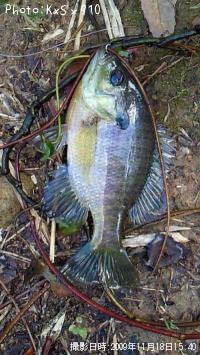 �֥롼����