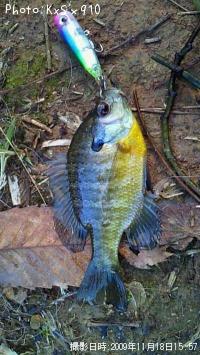 �֥롼����