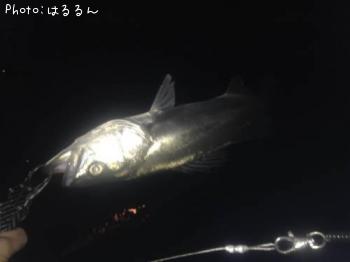 �����Х�