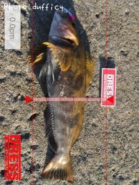 �����ʥ�