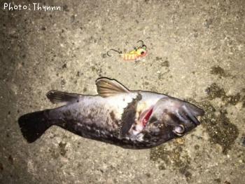 ���ӥ���