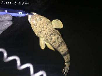 ¥¥Ó¥ì