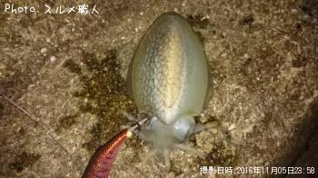 ����䥱����