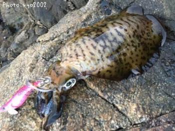 ¥¢¥ª¥ê¥¤¥«