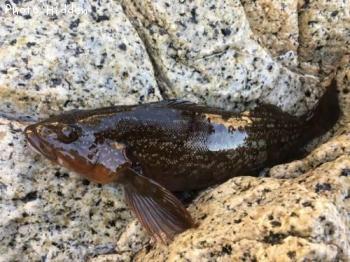 �����ʥ�