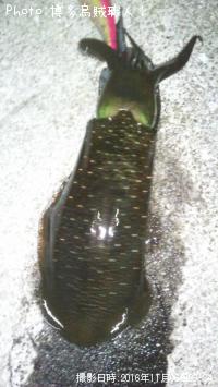 ¥¢¥ª¥ê¥¤¥«