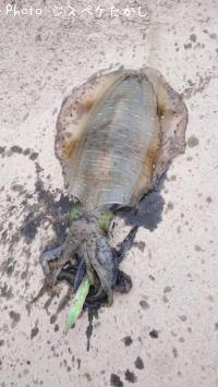 ¥¢¥ª¥ê¥¤¥«