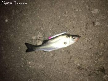 �����Х�