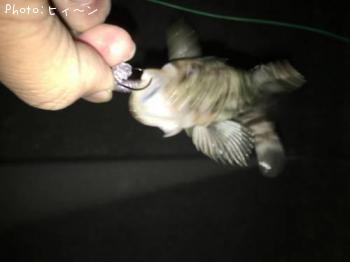 �����Υ�